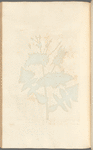 Smooth sow-thistle