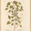 Buckthorn
