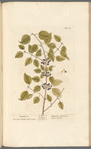 Buckthorn