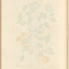 Buckthorn