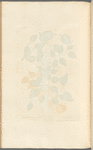 Buckthorn