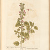 Black or stinking horehound