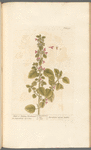 Black or stinking horehound