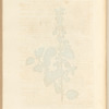 Black or stinking horehound
