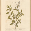 Privet, or prim print