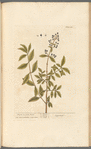 Privet, or prim print