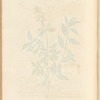 Privet, or prim print