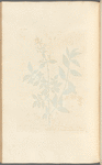 Privet, or prim print