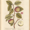 The apple tree or pearmain