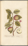 The apple tree or pearmain