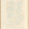 The apple tree or pearmain