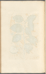 The apple tree or pearmain