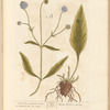 Devil's bit, or smooth succisa
