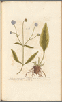 Devil's bit, or smooth succisa