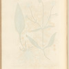 Devil's bit, or smooth succisa