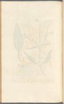 Devil's bit, or smooth succisa