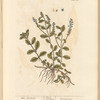Male speedwell