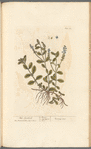 Male speedwell
