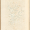 Male speedwell