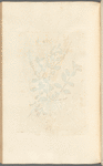 Male speedwell