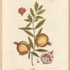 Pomgranates