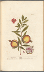 Pomgranates