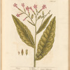 Tobacco