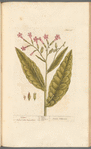Tobacco