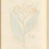 Tobacco