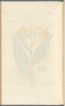 Tobacco