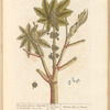 The greater spurge or palma christi