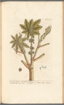 The greater spurge or palma christi