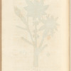 The greater spurge or palma christi