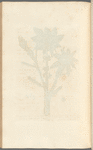 The greater spurge or palma christi