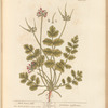 Musk crane's bill