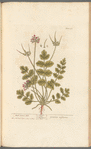 Musk crane's bill