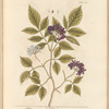 Elder