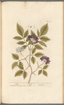 Elder