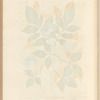 Elder