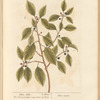 Black alder