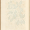 Black alder