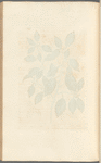 Black alder