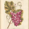 The vine