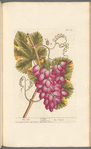 The vine