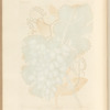The vine