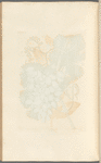 The vine