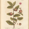 The medlar tree