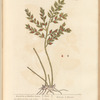 Kneeholm or butcher's broom