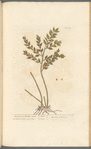 Kneeholm or butcher's broom