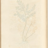 Kneeholm or butcher's broom
